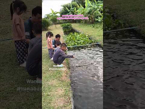 พาเด็กๆมาให้อาหารปลา.. #ความสุข #nature #canal #automobile #คลองไส้ไก่ #ธรรมชาติบำบัด #คําคมชีวิต