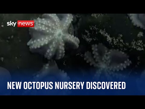 Scientists discover never-before-seen deep sea octopus nursery