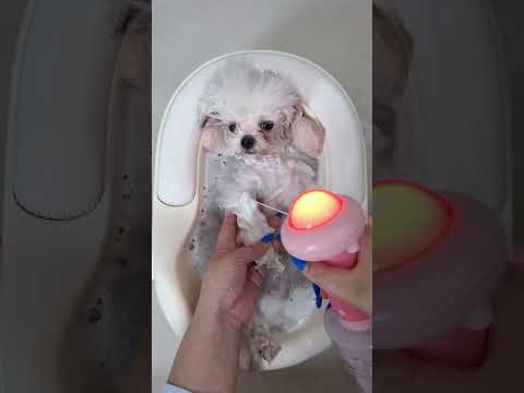 <strong>Bath</strong> time for my little pup! 🛁🐶 #BichonFrise #DogBath #PetGrooming #DogCare #CuteDog