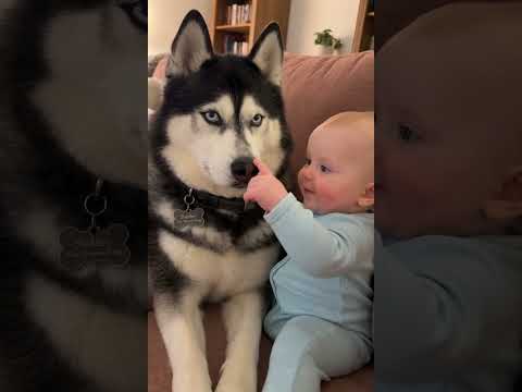 Funny Husky Gets Nose-Booped 👶 by Baby Leonard