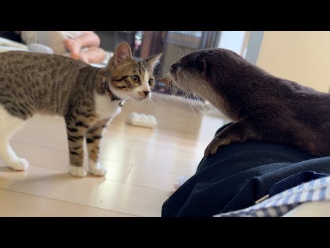 カワウソが寝ている間に周りは騒がしくなる… While the otter sleeps, the surroundings grow noisy...