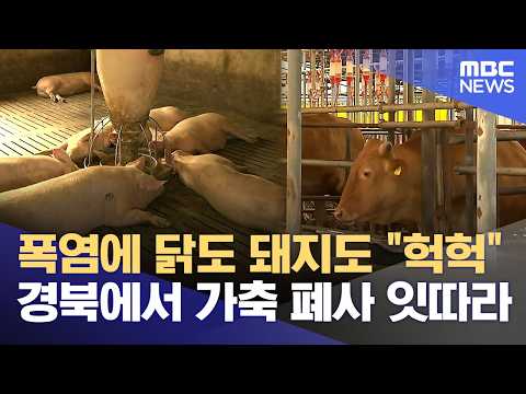 폭염에 닭도 돼지도 "헉헉" 경북에서 가축 폐사 잇따라 (2026.07.28/뉴스데스크/대구MBC)