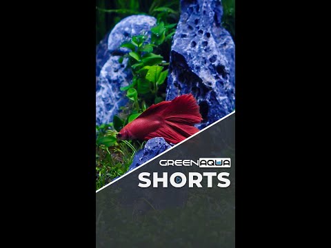 For all the betta people out there, we've got some #greenaqua #aquascaping #aquascape #plantedtank #amazingnature #shortsvideo #fish #shortvideo #plant