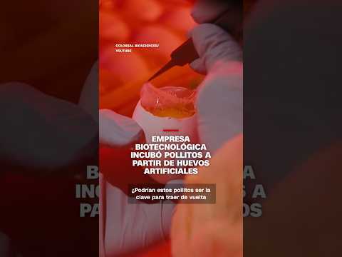 Una empresa biotecnológica logró incubar pollitos a partir de huevos artificiales