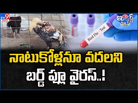 iSmart News : నాటుకోళ్లనూ వదలని బర్డ్ ఫ్లూ వైరస్.. !   - TV9