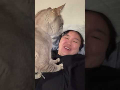 猫が乗ってくる#shorts #猫 #cat #やす子