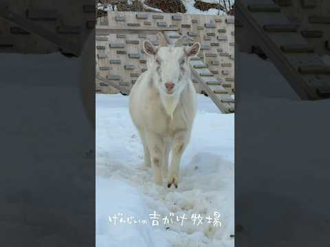 雪道を歩いてくるヤギ　#goat