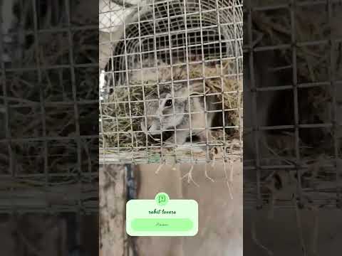 #bhojpuri #rabbit #love #haryanvisong