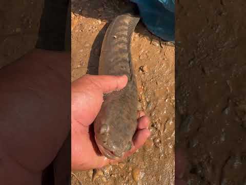 पानी से निकली खतरनाक मछली 😨 | Dangerous Fish Attack 🎣 !! #facts #fish #fishing #latest #new