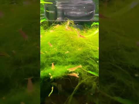 Want more Shrimp?  Grow a little Algae! My neocaradina shrimp seem to multiply a bit faster when I let them graze in some hair algae.