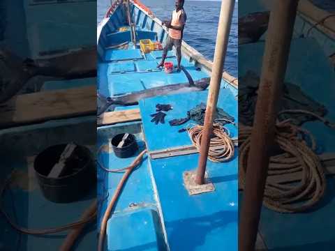 danger black King fish #fishing #viral #seafood #delivery #localboynaveen