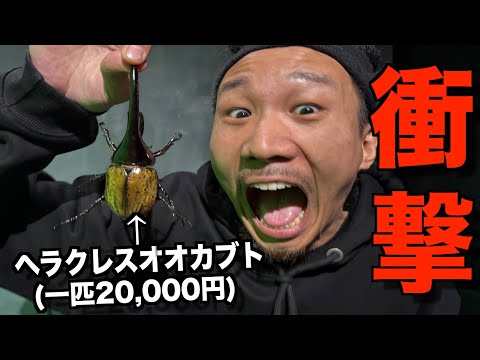 MYに超高級カブトムシ買って子供の時の夢を叶えてみた【号泣】