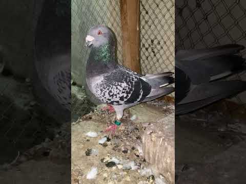 New Pair❤️#shorts#reels#pigeon#kabutar#hatching#egg#pigeonbreeding