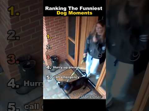 Ranking The Funniest Dog Moments #funny