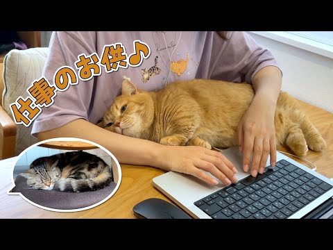 ママが仕事を始めると集まってくる甘えん坊猫が可愛すぎる！