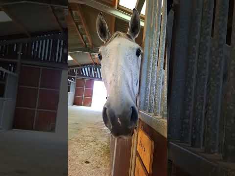 #this is the beautiful horsey side#cutebaby #funny #horse #bestgirl #lol