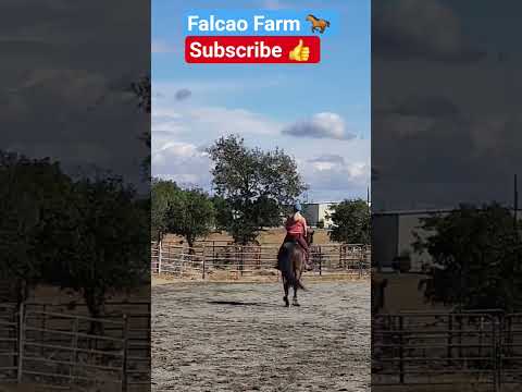 OREO LEG YIELD #horse #shorts #equestrian #beautiful #animals #goals #motivation #happy  #education