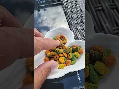 นกไม่กินอาหารเม็ดสี แก้ยังไง?  #ทาสนก #นกแก้ว #สัตว์เลี้ยง