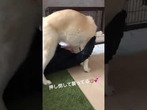 #akitainu 飼い主を押し倒す秋田犬