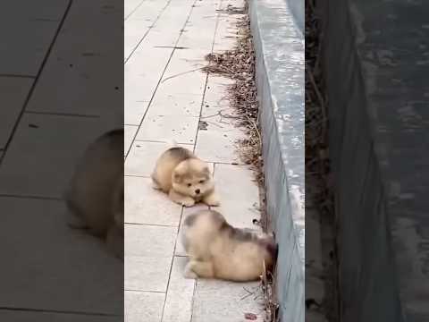 Arsya jangan loncat #riaab22 #trendingshorts