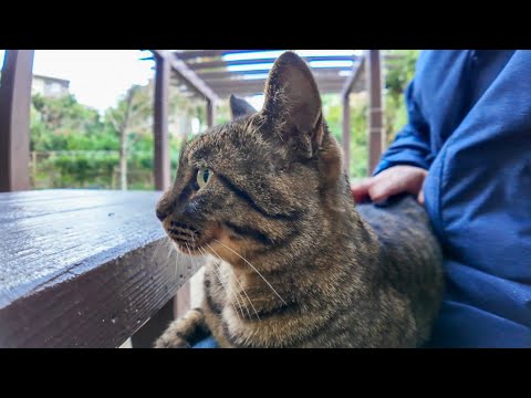 公園の猫ちゃん、顔を見るとモフられにテーブルに乗ってくる