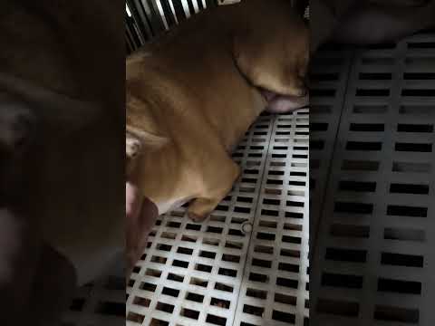 老蘇愛心天使團救助安養的捕獸夾截肢犬 黃妹 是老蘇到燕巢收容所領養的，可愛的黃妹雖然只有兩條腿，但個性非常好，精神食慾都非常好，非常愛撒嬌的黃妹