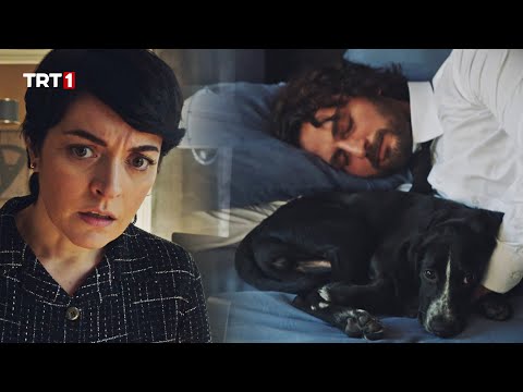 Han'ın Köpekle Uyuduğunu Gören Safiye... | #Shorts