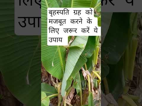 बृहस्पति ग्रह को मजबूत करने का अचूक उपाय | astro remedies | vastu tips #shorts #shyamsakhiseema