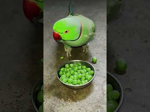mithu ko bukh lagi 💚🦜 #talkingparot #petbird #nonstoptalkingparrot #funny #shortvideo #birds