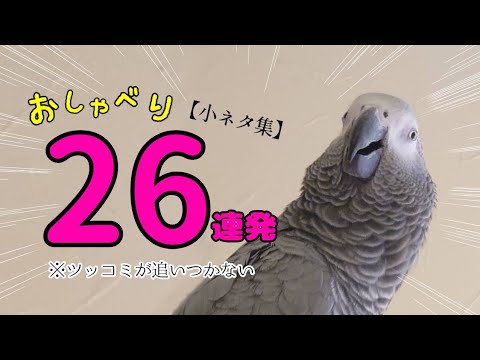 賢すぎるヨウムのお喋り小ネタ26連発ｗ