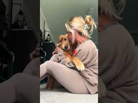 犬の動画サムネイル - coming home to my golden retriever❤️ #goldenretreivers #dog #puppy #goldenretreiver #dogbreed #fyp