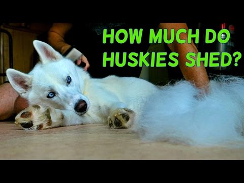 How much do Huskies Shed? - UCkDbLiXbx6CIRZuyW9sZK1g