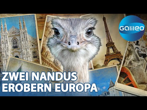 Nandu-Alarm in Europa: Wie Janez und Simona mit ihren tierischen Begleitern für Aufsehen sorgen