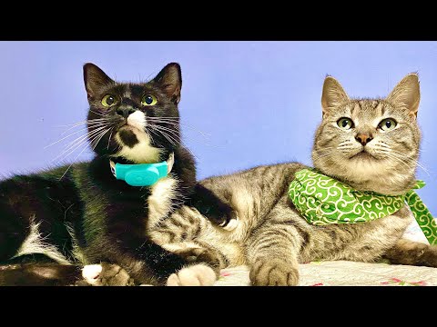 猫の動画サムネイル - タイピー日記/taipi がライブ配信中！