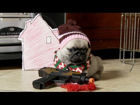 Home Alone (Pug Puppy Version) - UCPIvT-zcQl2H0vabdXJGcpg