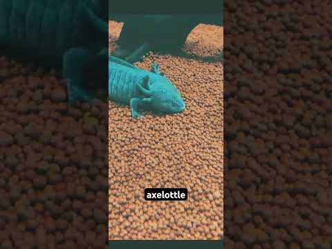 The Axolotl weird animals, #strange #creatures #wildlife