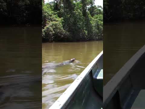 🐍 GIANT ANACONDA HEAD Pops Up Next To My Canoe! #shorts