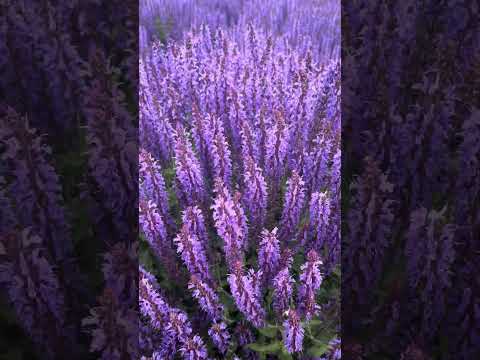 戀上北海道的紫 #hokkaido