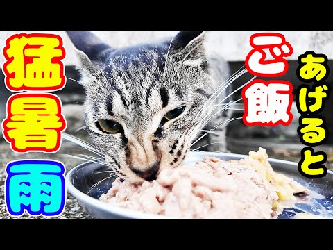 猛暑で雨の中 猫たちにご飯をあげると・・・ さくらねこたちへのエサやり トラ君 タイガ君
