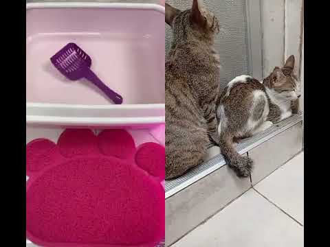 7cats #pets #cat #cuteanimal #catlovers #catshorts #cuteanimal #cats #catmeowsound #catmemes #pet