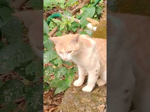 😻 ഉണ്ടകണ്ണ് കണ്ടാൽ അറിയാം കള്ളലക്ഷണം 🧡😹 #catmemes #catvideos #catlovers #subscribenow #petlovers