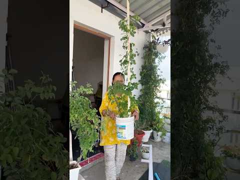 Aparajita bel is very good plant to increase greenery and decorate your garden #gardening #plants