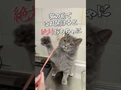 #猫 #ねこ #cat #猫のいる暮らし #猫動画 #猫あるある