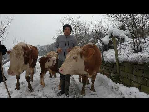 PAŞA AHIRDAN KAÇMIŞ / HAYVANLAR HAKKINDA DEĞERLİ BİLGİLER