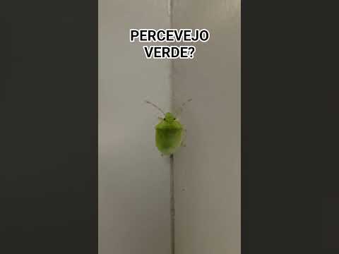 Percevejo verde🪲? #green #beetle #insect