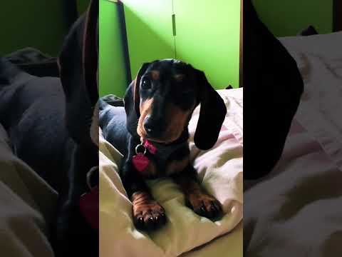 Goodmorning Frida #dachshund #frida #sausagedog #blacky #doglife