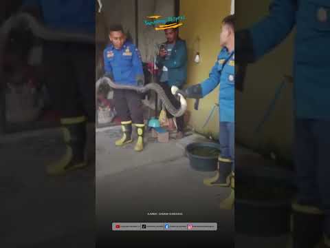 Petugas Damkar Sumedang Evakuasi Ular King Cobra dari Permukiman Warga di Conggeang
