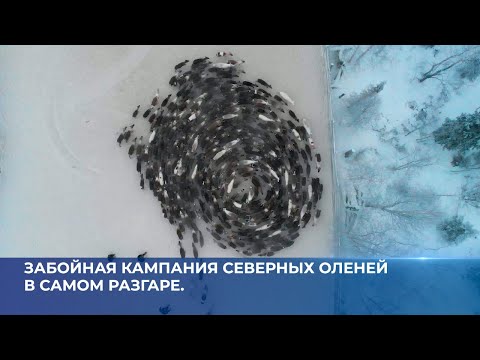 Забойная кампания северных оленей в самом разгаре.