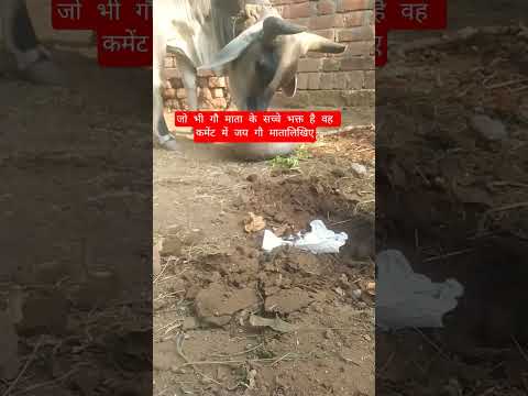 जो भी गौ माता के सच्चे भक्त है वह कमेंट में जय गौ मातालिखिए #13million #cow #motivation #100millon