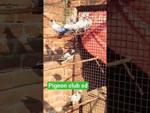 #saharanpury#kabutar nice bird#short video viarl#